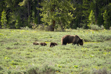 Mother bear with cubs