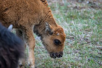 Fototapeta premium Bison calf grazing