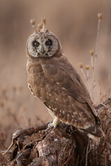 Marsh Owl, Kruger National Park, South Africa
