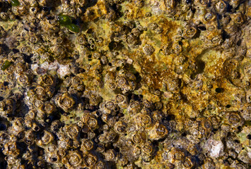 Algae on stone texture