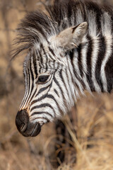 Fototapeta na wymiar Zebra foal, Kruger National Park, South Africa