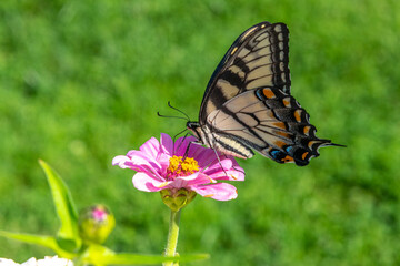 Yellow swallowtail butterfly perched on pink zinnia flower with green background
