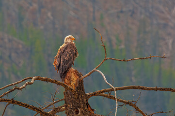 Bald Eagle Surveying His Territory