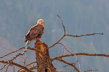 Bald Eagle Watching From Perch on Dead Tree