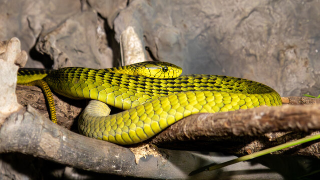 Mamba verde