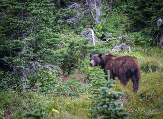 Bear at Logan Pass