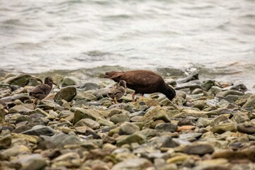 Adult black  oystercatcher leading chicks