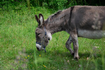 donkey in grass