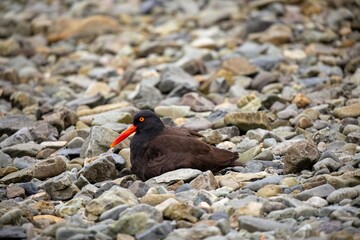 Adult black  oystercatcher on rocky shores
