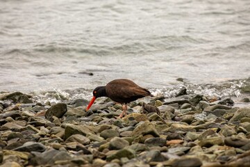 Adult black  oystercatcher