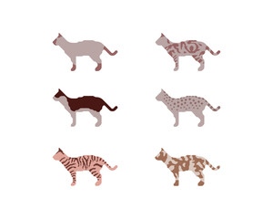 feline fur coat types traits genetics