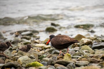 Adult oystercatcher with chicks