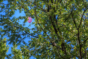 A Balloon Stuck In A Tree - 635251096