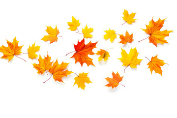 Autumn maple leaves falling down with the wind. Fall leaf on white background