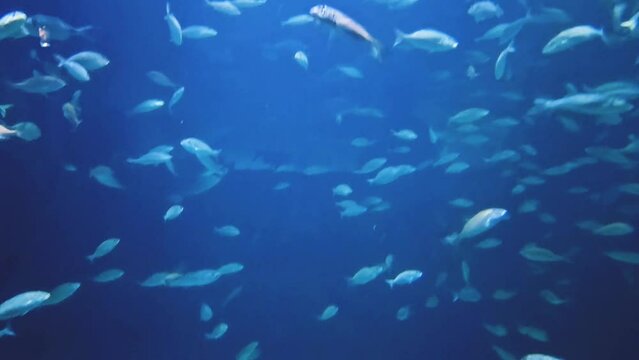 Fish in the Aquarium in Istanbul,  Turkey. 