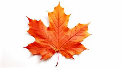 Naklejka na ściany i meble Autumn Maple Leaf Macro white background