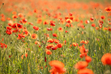 many blooming red poppy in field at sunset