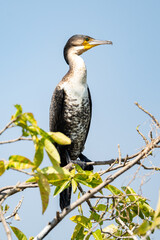 Heron on a branch on Kivu lake in western Ruanda