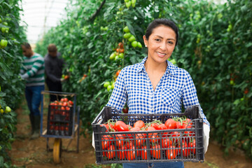 Portraite of latino woman harvests ripe red tomatoes in orangery