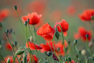 many blooming red poppy in field at sunset