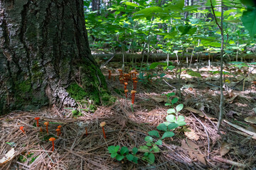 Red mushrooms near spruce root system