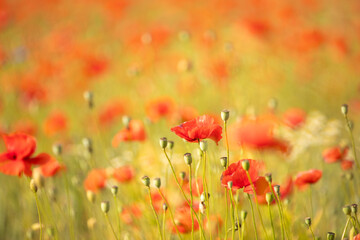 many blooming red poppy in field at sunset