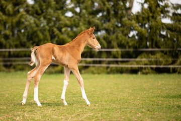 Young foal of sport horse on pasture for the first time, breeding horse for showjumping, agricultural scene
