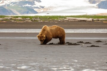 Brown bear eating clams in front of glacier