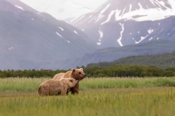 Brown bear mother and cub in field
