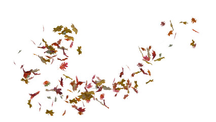 Autumn fall banner with falling maple leaves . Flying color leaves isolated on transparent background