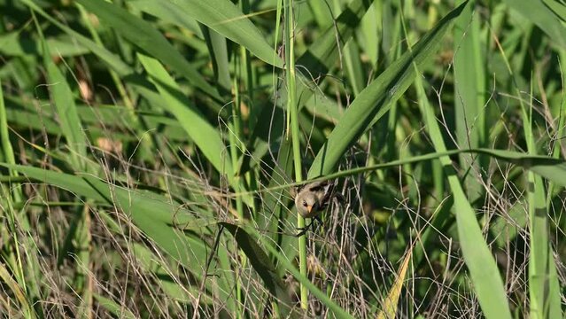 Bird bearded tit sits on a reed. Panurus biarmicus. Slow motion.