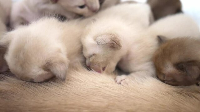 burmese kitten sucking on cat mom. Cat nursing her little kittens, close up