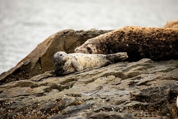 Harbor Seal pup and adult