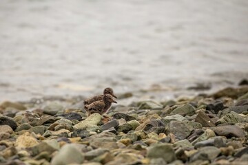 Oystercatcher chicks on rocks