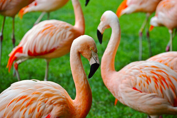 Fototapeta premium flock of flamingos
