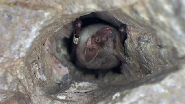 Close up strange animal Greater mouse-eared bat Myotis hanging upside down in the hole of the mine looking around just after hibernating. Creative wildlife take.