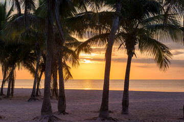 Palm trees at Sunset in tropical beach