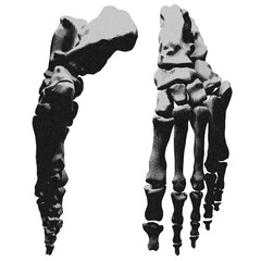 Human foot bones. Skeleton of the foot (dorsal), vintage engraved illustration.