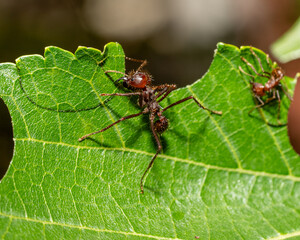 Close-up of a leafcutter ant making the final cut on a leaf. A second ant can be seen in the background making more cuts to the leaf.