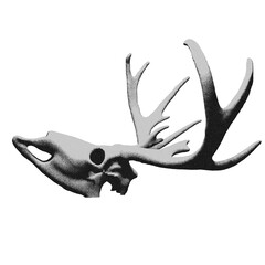 Fototapeta premium Drawing of skull and antlers of a deer
