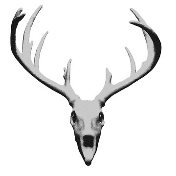 Drawing of skull and antlers of a deer