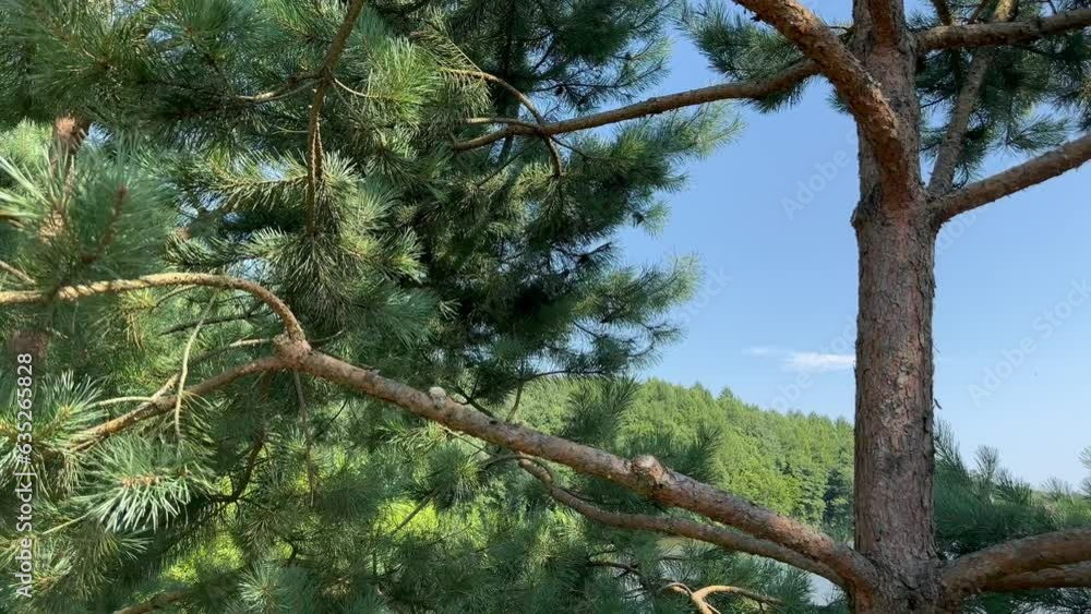 Poster a pine tree whose branches are swaying in the wind on a sunny day against the background of the sky 