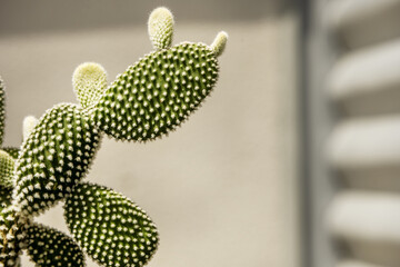Some branches of opuntia microdasys