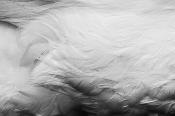 Obraz premium Close-up of swan feathers