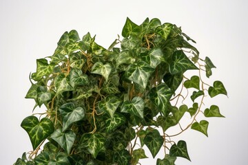 Green heart vine bush of devil’s ivy isolated on white, a popular tropical houseplant with variegated leaves. Generative AI