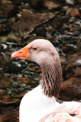 Water bird 