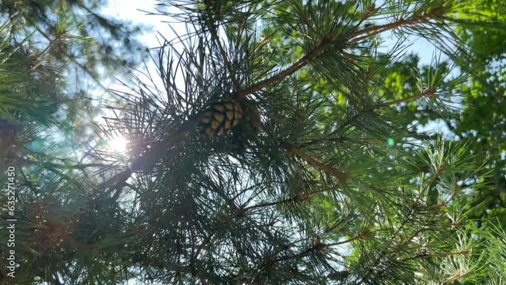 Poster a pine branch with a cone slowly sways from the wind in the forest, through which the sun's rays bre