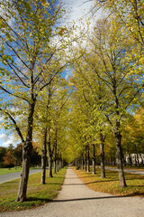Fototapeta na wymiar Hannover, Germany - October 16, 2022. Herrenhausen, Hannover avenue of trees in autumn season