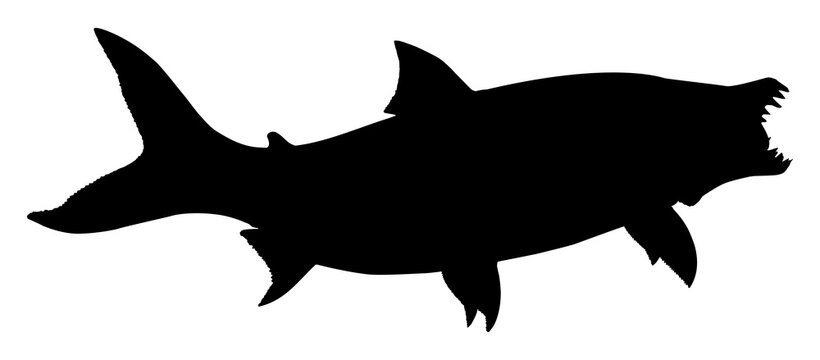 Silhouette of the Hydrocynus goliath, also known as the goliath tigerfish, giant tigerfish, or mbenga, is a very large African predatory freshwater fish of the family Alestidae. Format PNG