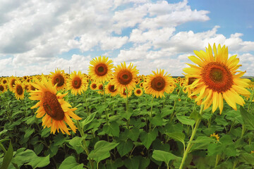 Bright Sunflowers against blue sky with clouds, summer